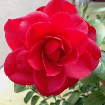Camellia j. Nuccio's Bella Rossa