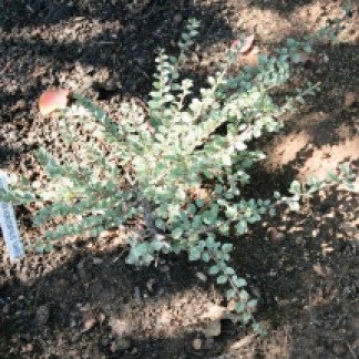 Cotoneaster horizontalis variegatus