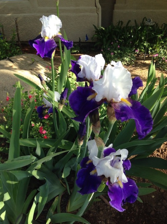 Iris 'Mariposa Skies'